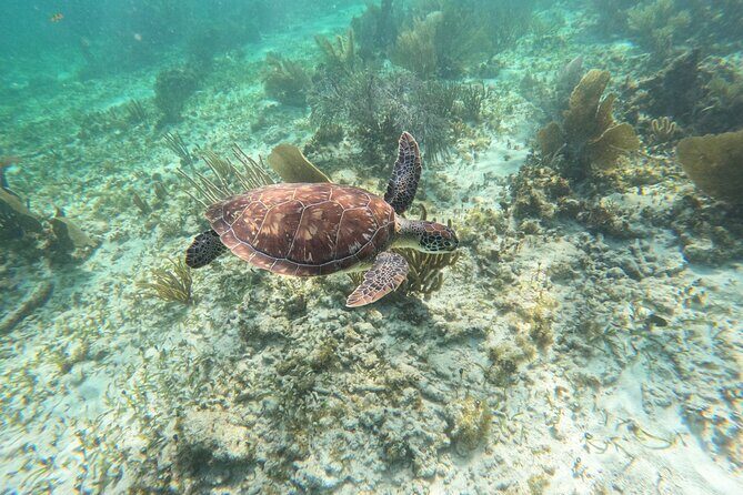 Snorkeling Guided Activity in Puerto Morelos Mexico - Frequently Asked Questions