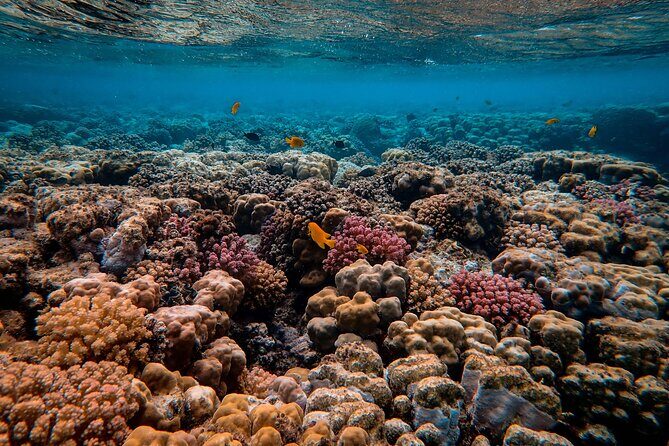 Snorkeling immersion in the wonders of Tahiti - Introduction