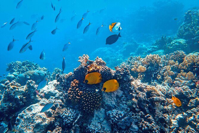 Snorkeling immersion in the wonders of Tahiti - Key Points