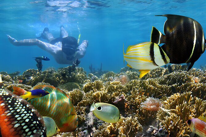 Snorkeling in Blue Lagoon Padang Bai Bali : Snorkel in the clear blue waters - A Detailed Look at the Blue Lagoon Snorkeling Tour in Bali