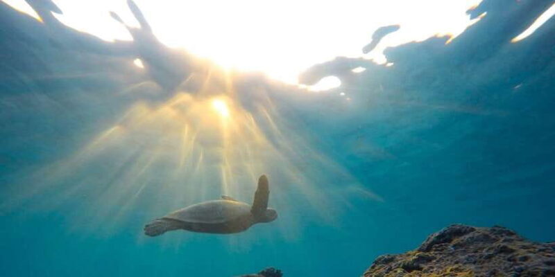 Snorkeling in Hikkaduwa - The Itinerary: How a Typical Session Unfolds