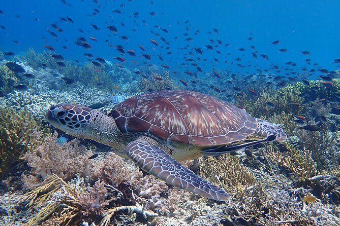 Snorkeling in Menjangan Island with Pickup and Lunch - An In-Depth Look at the Menjangan Island Snorkeling Tour