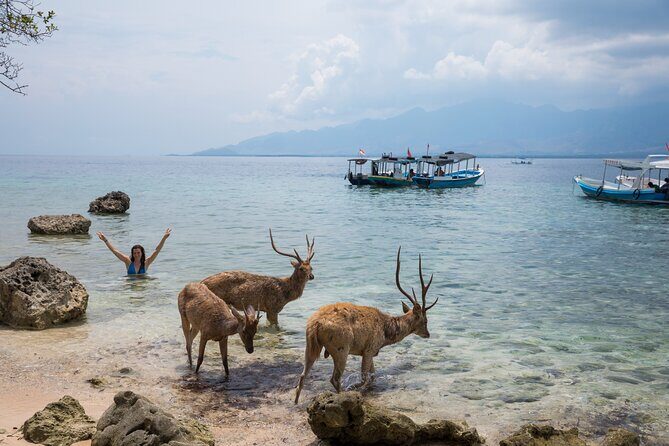 Snorkeling in Menjangan Island with Pickup and Lunch - Who Should Consider This Tour?