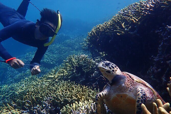 Snorkeling in Menjangan Island with Pickup and Lunch - The Sum Up