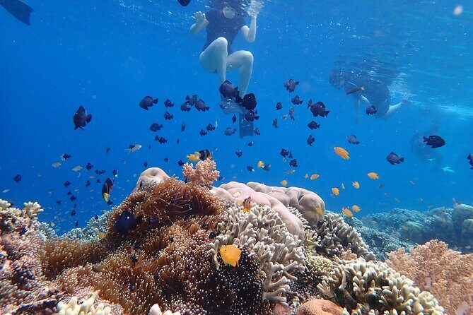 Snorkeling in Menjangan Island with Pickup and Lunch - FAQ