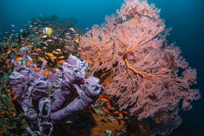 Snorkeling in Menjangan Marine Park - Discover abundant marine life of Pemuteran - An Overview of the Experience