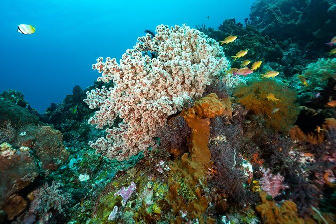 Snorkeling in Menjangan Marine Park - Discover abundant marine life of Pemuteran - Authenticity and Comfort