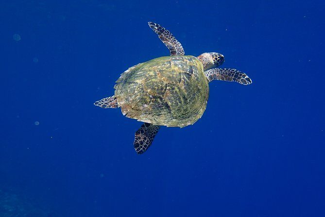 Snorkeling in Menjangan Marine Park - Discover abundant marine life of Pemuteran - The Value Proposition
