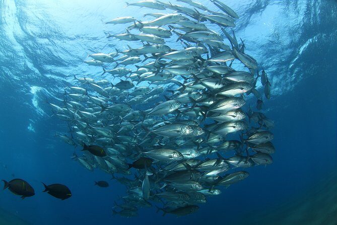 Snorkeling in Menjangan Marine Park - Discover abundant marine life of Pemuteran - Who Will Love This Tour?