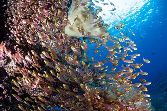 Snorkeling in Menjangan Marine Park - Discover abundant marine life of Pemuteran - The Sum Up