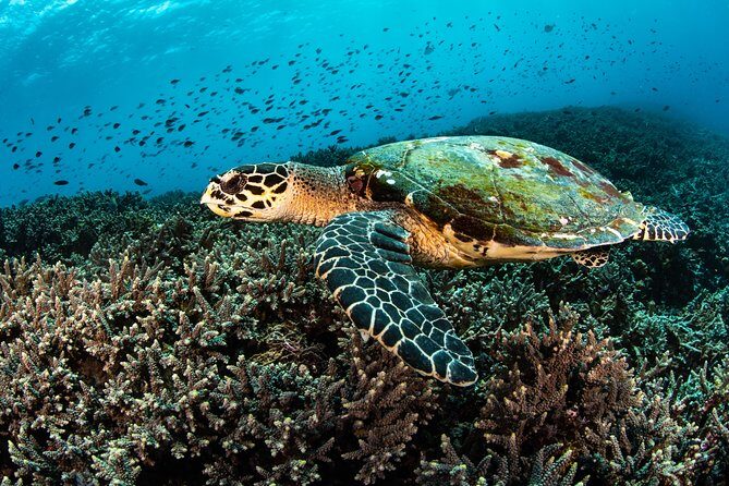 Snorkeling in Menjangan Marine Park - Discover abundant marine life of Pemuteran - FAQ