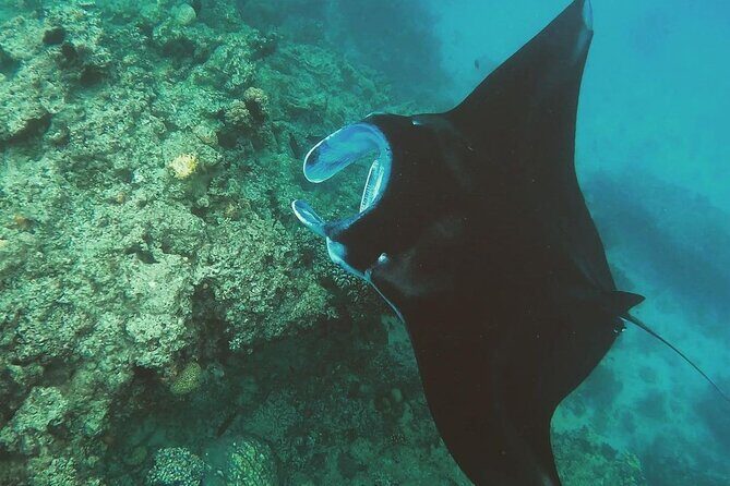Snorkeling In Nusa Penida Departing From Bali Island - Why Choose the Nusa Penida Snorkeling Tour?