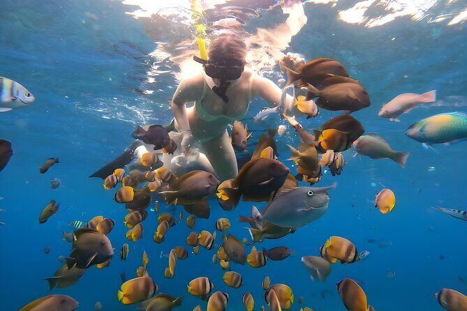 Snorkeling In Nusa Penida Departing From Bali Island - The Bottom Line