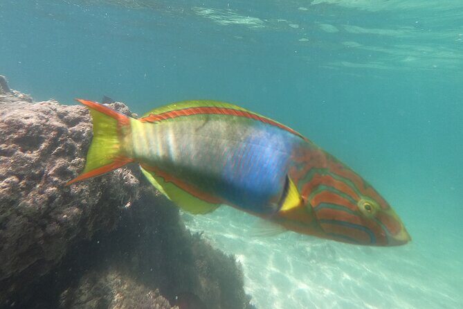 Snorkeling in Okinawa: Private booking - The Experience in Detail