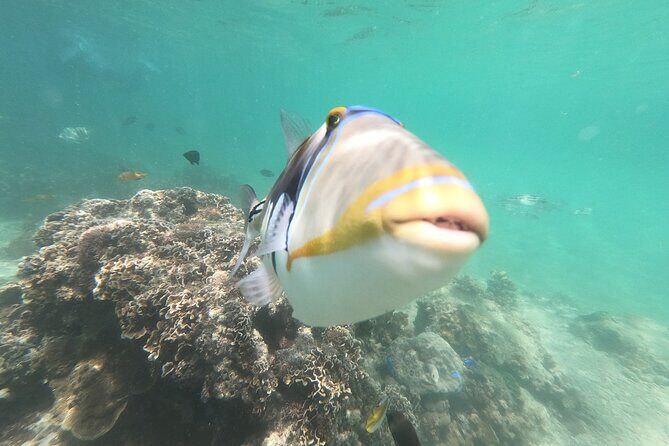 Snorkeling in Okinawa: Private booking - Practical Tips for Your Booking