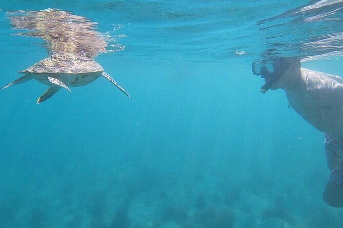 Snorkeling in Paradise - Videos Included - Introduction to the Experience
