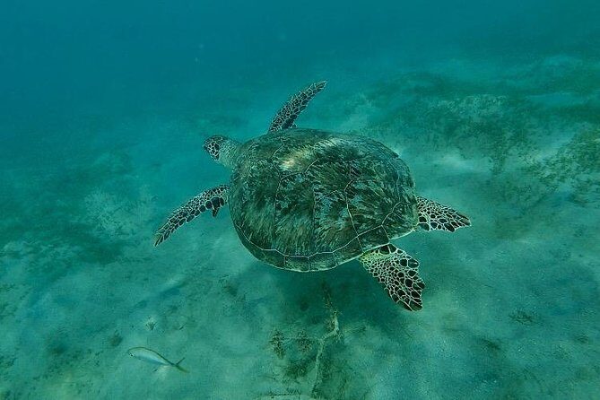 Snorkeling in Paradise - Videos Included - The Accessibility and Logistics