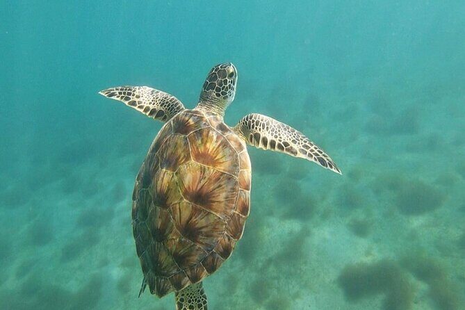 Snorkeling in Paradise - Videos Included - What the Reviews Say: Authentic Traveler Perspectives