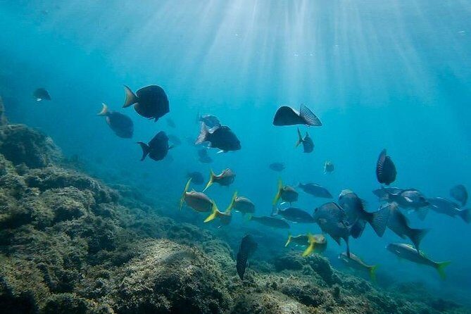 Snorkeling in Paradise - Videos Included - The Sum Up: Who Should Book This Tour?