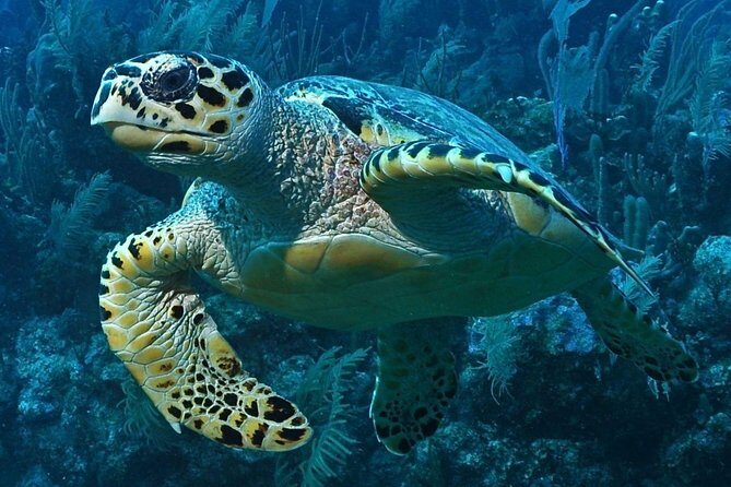 Snorkeling in Puerto Morelos - A Close-up Look at the Experience