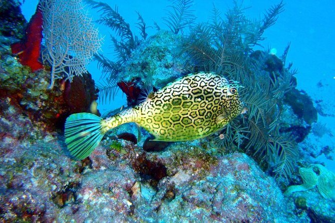 Snorkeling in Puerto Morelos - Practical Tips for Your Snorkeling Adventure