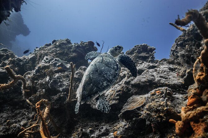 Snorkeling in San Jose del Cabo - Final Thoughts