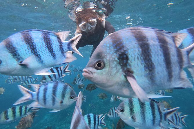 Snorkeling in the Blue Cave areaOkinawa Prefecture: Free feeding & photo images!English and Chinese speaking guide available! - What Makes This Tour Stand Out?