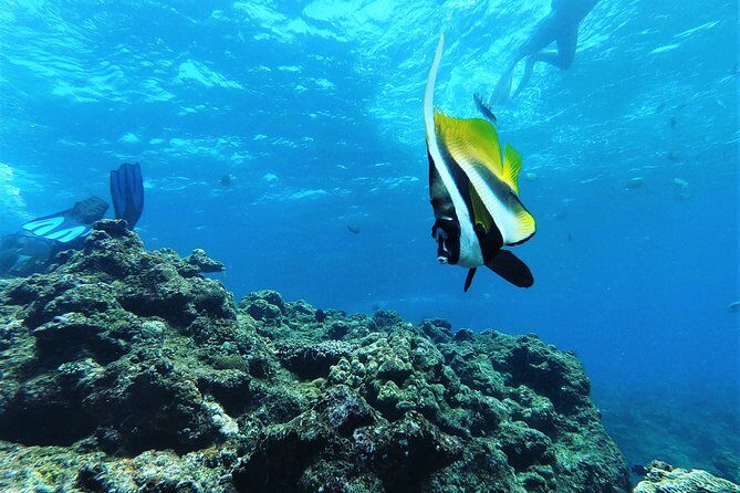 Snorkeling in the Blue Cave areaOkinawa Prefecture: Free feeding & photo images!English and Chinese speaking guide available! - The Blue Cave Experience: A Natural Wonder