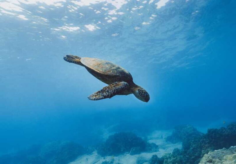 Snorkeling in Unawatuna - Is This Tour Right for You?