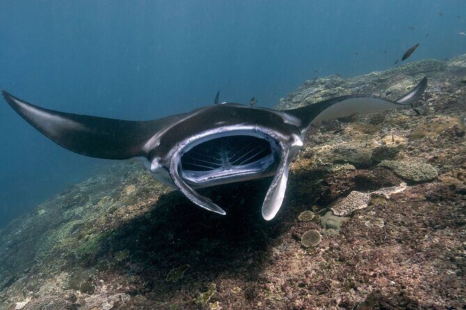 Snorkeling Manta Rays, Land Tour Tembeling Pool & Kelingking - Key Points