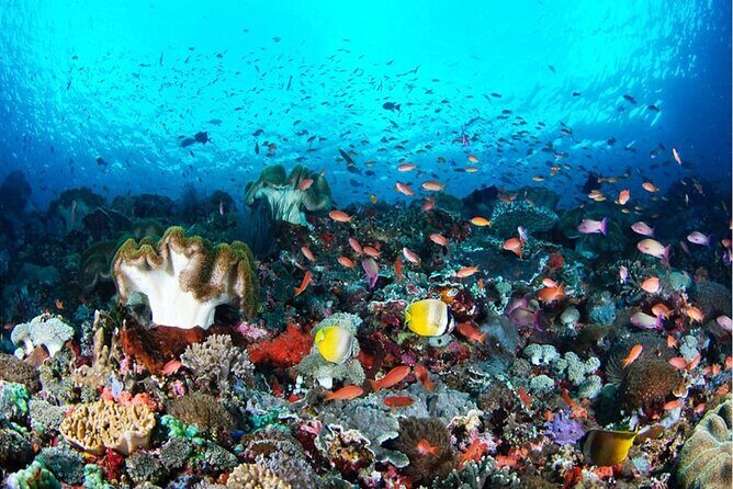 Snorkeling Nusa Penida and Island Tour Package - The Itinerary and Experience