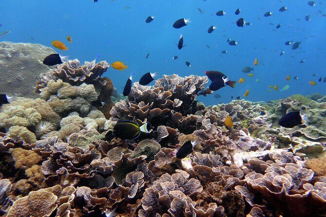 Snorkeling Nusa Penida and Island Tour Package - Weighing the Pros and Cons