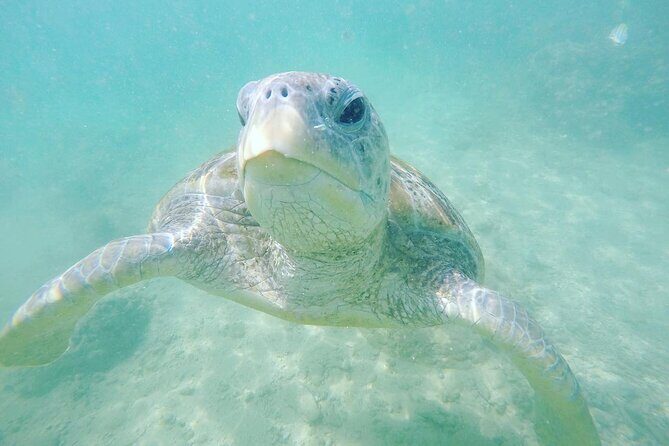 Snorkeling On Beautiful Rock Island - Unawatuna by Boat - What to Expect on This Snorkeling Tour