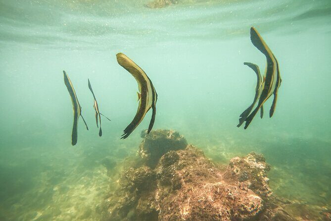 Snorkeling On Beautiful Rock Island - Unawatuna by Boat - Why This Tour Might Be Perfect for You