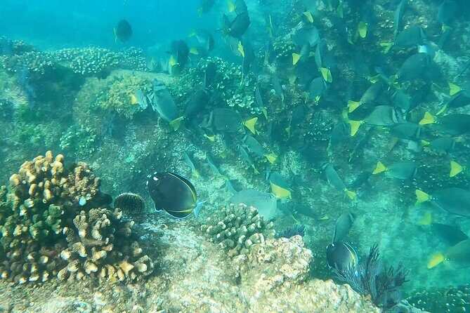 Snorkeling On Chilean Beach Transportation And Drinks Included - Who will love this experience?