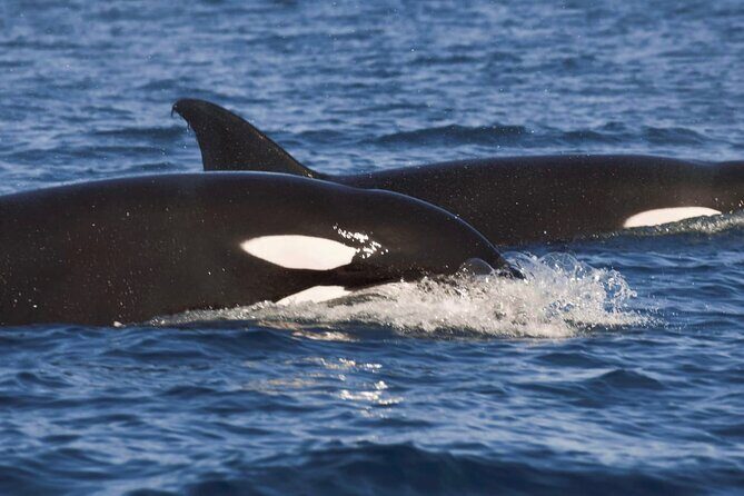 Snorkeling Open Ocean Wildlife Safari in Los Cabos with Photos Included - Overview of the Tour Experience