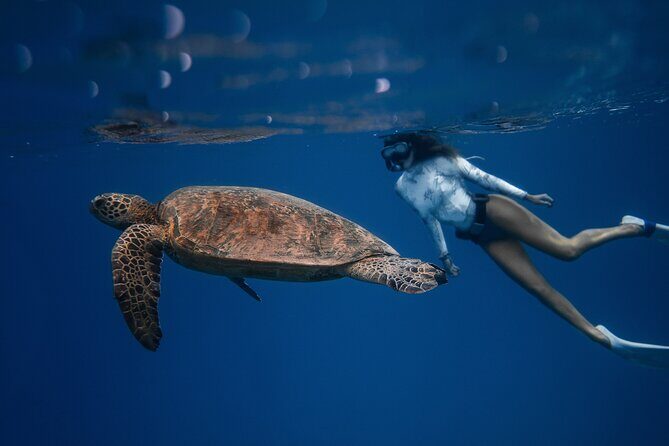Snorkeling Open Ocean Wildlife Safari in Los Cabos with Photos Included - What’s Included and What You’ll Need to Bring