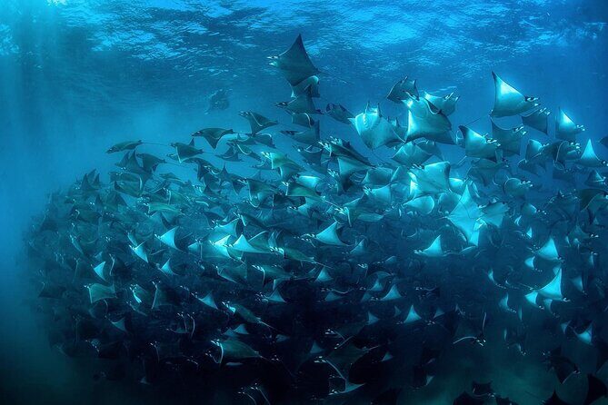 Snorkeling Open Ocean Wildlife Safari in Los Cabos with Photos Included - The Real Value of the Tour