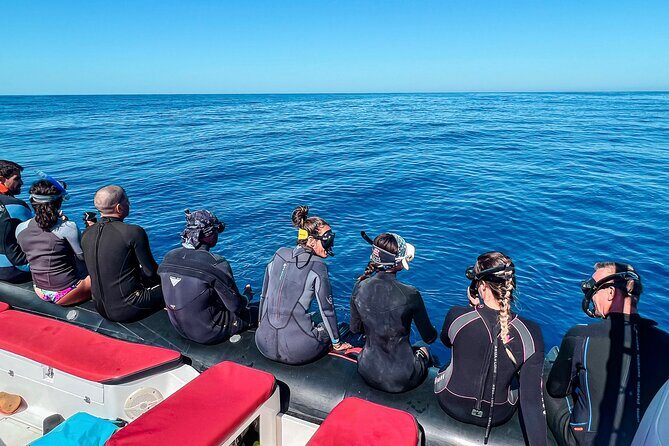 Snorkeling Open Ocean Wildlife Safari in Los Cabos with Photos Included - Who Should Consider This Tour?