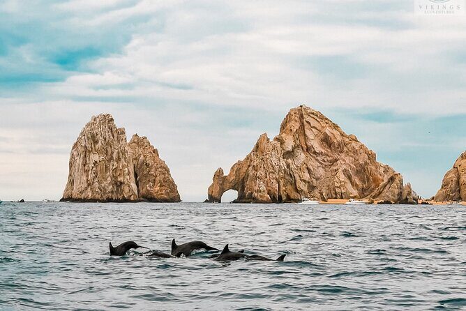 Snorkeling Open Ocean Wildlife Safari in Los Cabos with Photos Included - Final Thoughts: Who Will Love This Safari?