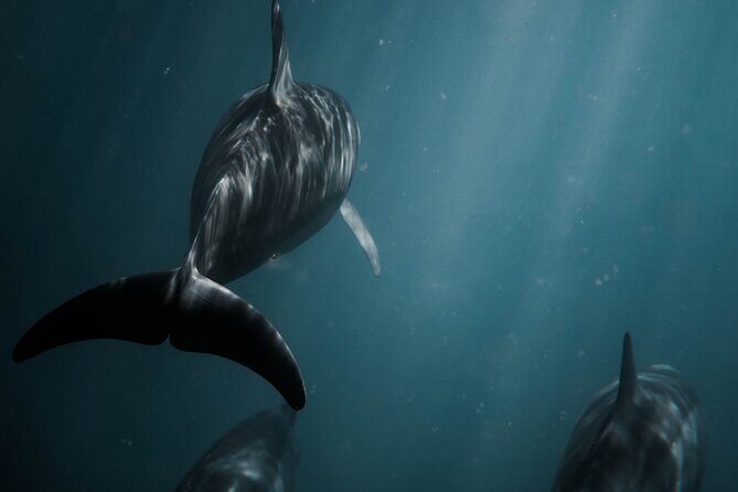 Snorkeling Open Ocean Wildlife Safari in Los Cabos with Photos Included - FAQ: Your Practical Questions Answered
