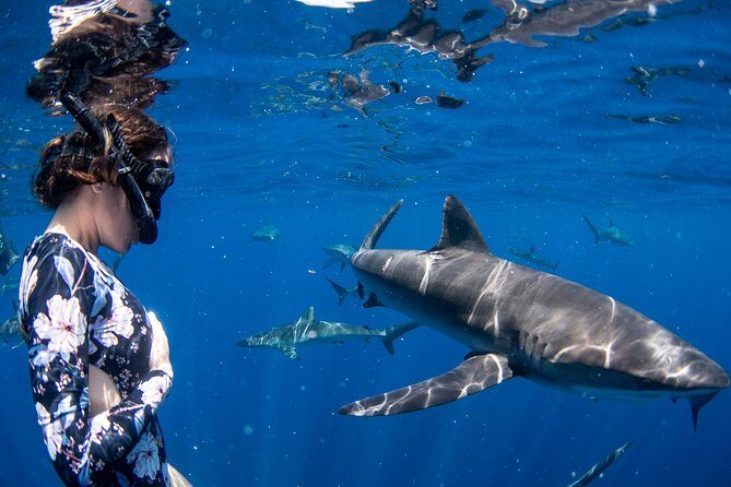 Snorkeling or Swimming with Sharks in Cabo San Lucas - Practical Tips for Your Trip