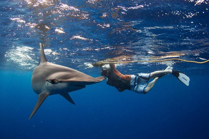 Snorkeling or Swimming with Sharks in Cabo San Lucas - FAQ