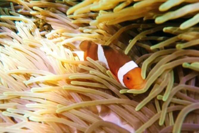 Snorkeling Package at Padang Bai Blue Lagoon - The Experience’s Highlights and Benefits