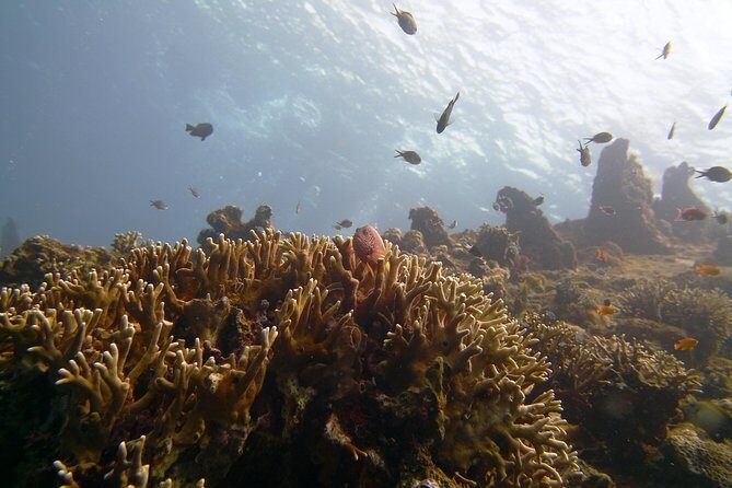Snorkeling Package at Tulamben Liberty Shipwreck - An In-Depth Look at the Tour Experience