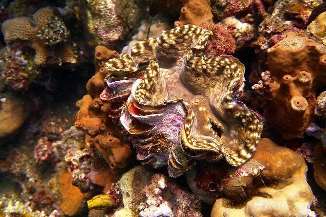 Snorkeling Package at Tulamben Liberty Shipwreck - Who Would Enjoy This Tour?