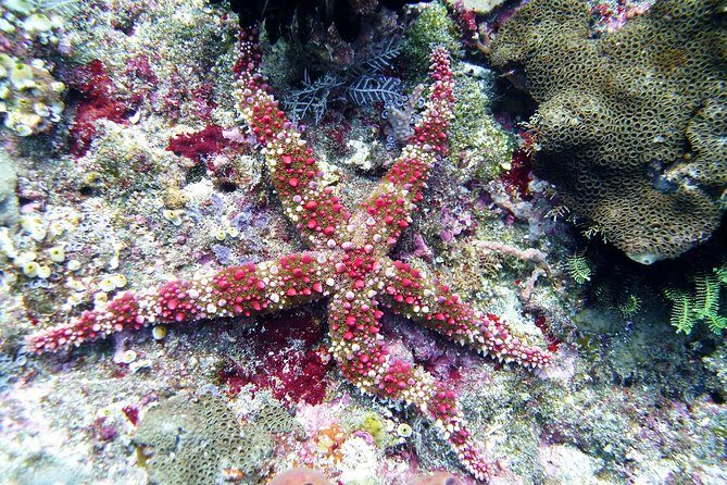 Snorkeling Package at Tulamben Liberty Shipwreck - FAQ