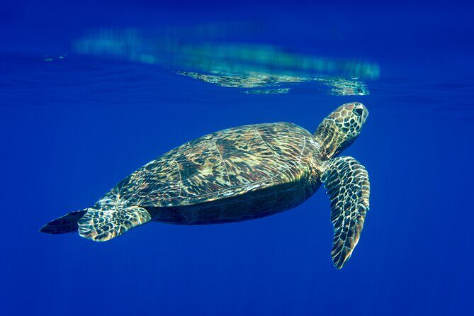 Snorkeling picnic in 4h30 with lunch in Tahiti - Starting the Day: The Dolphins’ Aerial Ballet