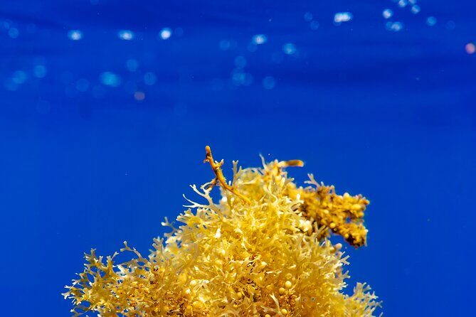 Snorkeling picnic in 4h30 with lunch in Tahiti - First Snorkeling Stop: The Aquarium