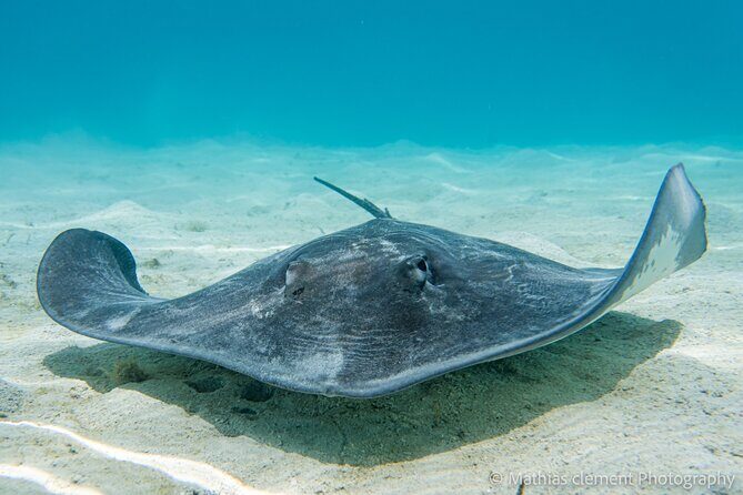 Snorkeling picnic in 4h30 with lunch in Tahiti - The Sandbar and Polynesian Feast